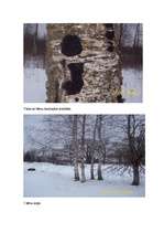 Referāts 'Bērzs - vērtīgs lapu koks', 17.