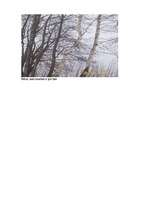 Referāts 'Bērzs - vērtīgs lapu koks', 18.