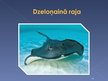 Prezentācija 'Zivis. Skrimšļzivju klase', 16.