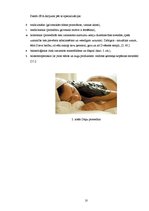 Referāts 'SPA pakalpojumi Rīgā', 10.