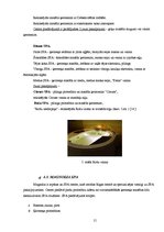 Referāts 'SPA pakalpojumi Rīgā', 15.