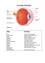 Referāts 'Acs uzbūve, slimības, acs daļu funkcijas', 2.