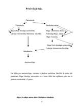 Referāts 'Profesija - anesteziologs', 11.