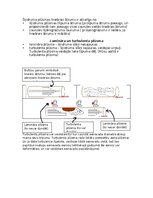 Konspekts 'Asinsrites sistēmas funkcionālās daļas, asinsvadu veidi, to galvenās funkcijas', 2.