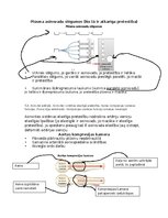 Konspekts 'Asinsrites sistēmas funkcionālās daļas, asinsvadu veidi, to galvenās funkcijas', 4.