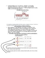 Konspekts 'Asinsrites sistēmas funkcionālās daļas, asinsvadu veidi, to galvenās funkcijas', 9.