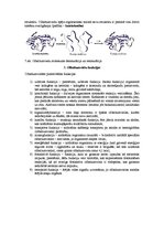 Konspekts 'Olbaltumvielas', 5.