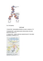 Konspekts 'Olbaltumvielas', 8.