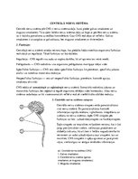 Konspekts 'Nervu sistēma, tās iedalījumi', 2.