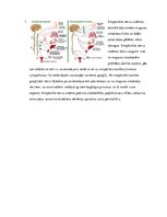 Konspekts 'Nervu sistēma, tās iedalījumi', 6.