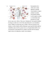 Konspekts 'Nervu sistēma, tās iedalījumi', 7.