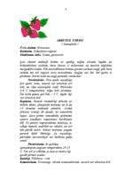 Referāts 'Eksotiskie augļi', 4.