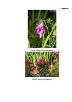 Referāts 'Attēlu kvalitāte', 27.