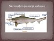 Prezentācija 'Skrimšļzivis', 6.