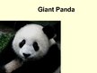 Prezentācija 'Giant Panda', 1.