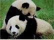 Prezentācija 'Giant Panda', 6.