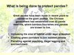 Prezentācija 'Giant Panda', 7.