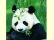 Prezentācija 'Giant Panda', 8.