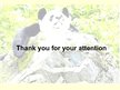 Prezentācija 'Giant Panda', 9.