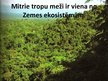 Prezentācija 'Tropu meži', 4.