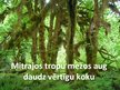 Prezentācija 'Tropu meži', 5.