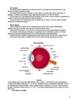 Konspekts 'Sensorās sistēmas', 4.