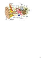 Konspekts 'Sensorās sistēmas', 6.