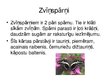Prezentācija 'Zvīņspārņu kārta', 3.