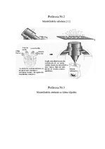 Referāts 'Minerālmēsli, to nozīme augu dzīvē un iedarbība uz apkārtējo vidi', 23.