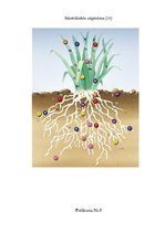 Referāts 'Minerālmēsli, to nozīme augu dzīvē un iedarbība uz apkārtējo vidi', 26.