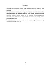 Referāts 'Ēnu ekonomika Latvijā', 24.