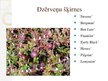 Prezentācija 'Dzērvenes', 5.