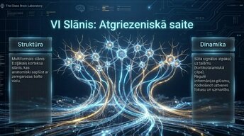 Prezentācija 'Neokorteksa arhitektūra, 6 apziņas slāņi', 6.
