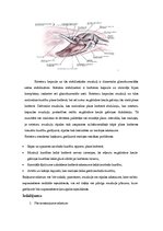 Referāts 'Rotatoru kapsulas bojājumi', 4.