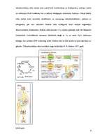Referāts 'Fotosintēze. Transkripcija. Translācija. DNS kods. Krebsa cikls', 6.