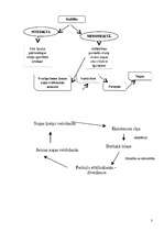 Konspekts 'Evolūcija', 3.