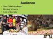 Prezentācija 'Monkey Buffet Festival', 7.