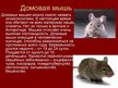 Prezentācija 'Грызуны', 5.
