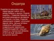 Prezentācija 'Грызуны', 7.