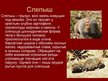 Prezentācija 'Грызуны', 9.