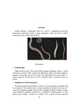 Referāts 'Parazitoloģija', 19.