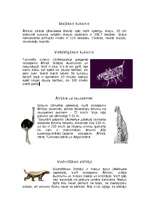 Konspekts 'Āfrikas rekordi', 4.