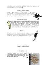 Konspekts 'Āfrikas rekordi', 5.