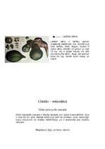 Konspekts 'Āfrikas rekordi', 6.