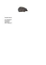 Referāts 'Ezis', 2.