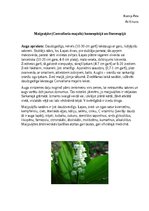 Konspekts 'Maijpuķīte homeopātijā un fitoterapijā', 1.