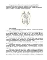 Referāts 'Ātrslidošana', 10.