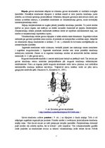 Referāts 'Nervu sistēmas evolūcija', 7.