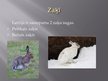 Prezentācija 'Zaķu kārta', 3.