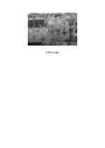 Referāts 'Novērojums par ūdeni', 9.